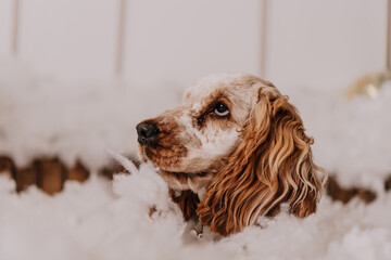 Christmas cocker spaniel