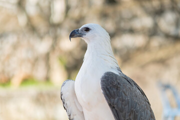 closeup eagle with blur background