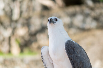 closeup eagle with blur background