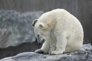 Eisbär / Polar bear / Ursus maritimus..