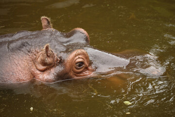 Flu&szlig;pferd / Hippopotamus / Hippopotamus amphibius