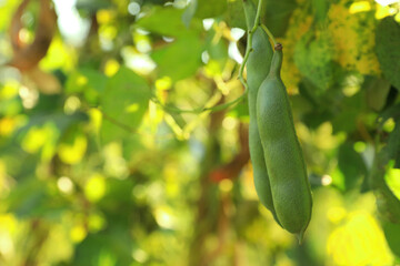 Fresh green beans growing outdoors on sunny day, closeup