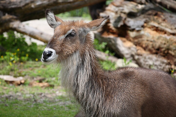 Defassa-Wasserbock / Defassa waterbuck / Kobus defassa - Kobus ellipsiprymnus defassa