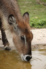 Defassa-Wasserbock / Defassa waterbuck / Kobus defassa - Kobus ellipsiprymnus defassa