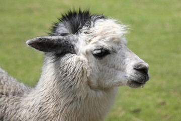 Obraz premium Alpaka / Alpaca / Vikugna pacos