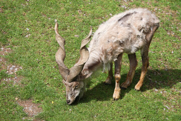 Schraubenziege / Markhor / Capra falconeri