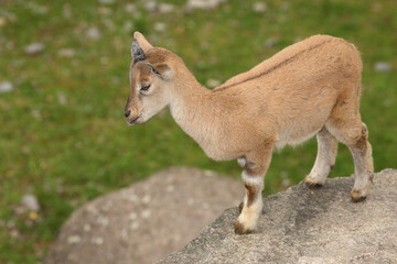 Schraubenziege / Markhor / Capra falconeri.