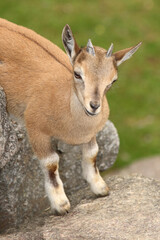 Schraubenziege / Markhor / Capra falconeri.
