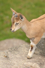 Schraubenziege / Markhor / Capra falconeri.