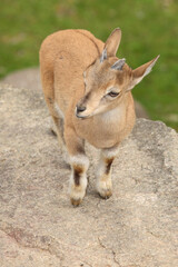 Schraubenziege / Markhor / Capra falconeri.