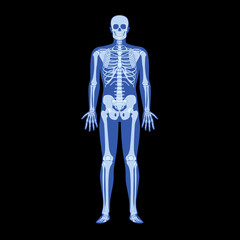 X-Ray Skeleton Human body - hands, legs, chests, heads, vertebra, pelvis, Bones adult people roentgen front view. 3D realistic flat blue color concept Vector illustration of medical anatomy isolated