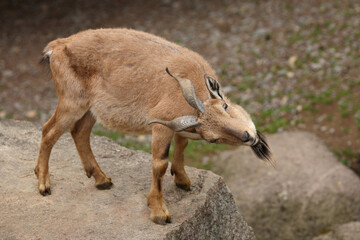 Schraubenziege / Markhor / Capra falconeri.