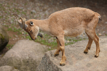 Obraz premium Schraubenziege / Markhor / Capra falconeri.