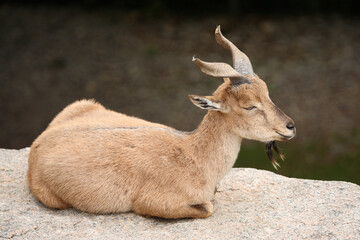 Schraubenziege / Markhor / Capra falconeri.