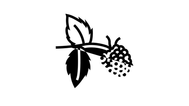 sweet raspberry fruit line icon animation