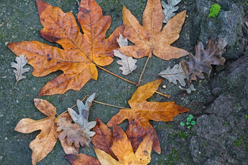 A bright pattern of fallen leaves on a dark gravel garden path makes a colorful, textural autumn background.