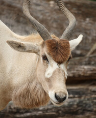 Mendesantilope / Addax / Addax nasomaculatus