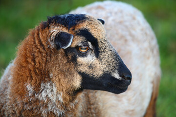 Naklejka premium Schaf / Sheep / Ovis