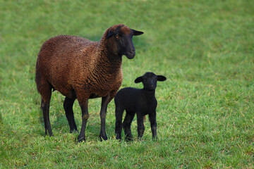 Naklejka premium Schaf / Sheep / Ovis.