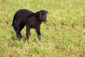 Fototapeta premium Schaf / Sheep / Ovis.