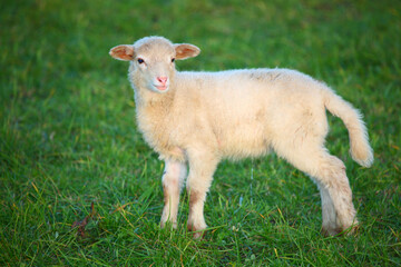 Fototapeta premium Schaf / Sheep / Ovis.