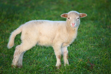 Fototapeta premium Schaf / Sheep / Ovis.