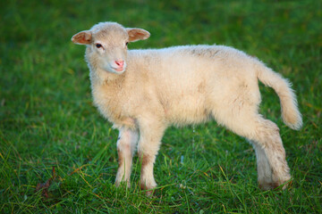 Schaf / Sheep / Ovis.