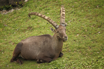 Fototapeta premium Alpensteinbock / Alpine ibex / Capra ibex