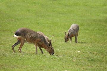 Großer Pampashase / Patagonian mara / Dolichotis patagonum