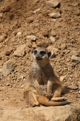 Fototapeta premium Erdmännchen / Suricate or Meerkat / Suricata suricatta