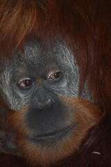 Sumatra-Orang-Utan /  Sumatran orangutang / Pongo abelii