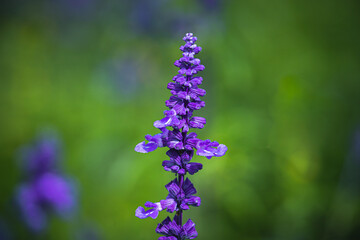 Obraz premium Azure blooms. Blue sage flowers.