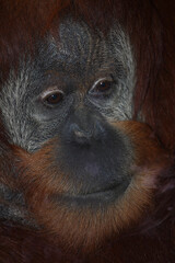 Sumatra-Orang-Utan /  Sumatran orangutang / Pongo abelii