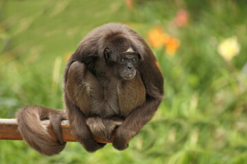 Goldstirnklammeraffe / White-bellied spider monkey / Ateles belzebuth