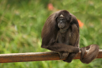 Goldstirnklammeraffe / White-bellied spider monkey / Ateles belzebuth
