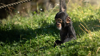 West African baby chimpanzee (Pan troglodytes verus) playing with a rope. Blurred background. Selective focus.