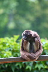 Goldstirnklammeraffe / White-bellied spider monkey / Ateles belzebuth