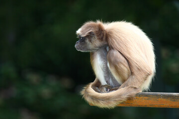 Goldstirnklammeraffe / White-bellied spider monkey / Ateles belzebuth
