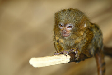 Zwergseidenäffchen / Pygmy marmoset / Cebuella pygmaea - Callithrix pygmaea.