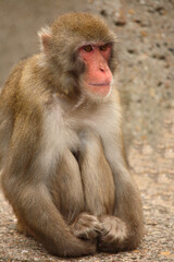 Rotgesichtsmakake oder Japanmakak / Japanese macaque or Snow monkey / Macaca fuscata