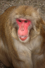 Rotgesichtsmakake oder Japanmakak / Japanese macaque or Snow monkey / Macaca fuscata