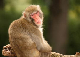Rotgesichtsmakake oder Japanmakak / Japanese macaque or Snow monkey / Macaca fuscata