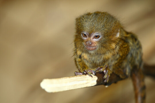 Zwergseiden&auml;ffchen / Pygmy marmoset / Cebuella pygmaea - Callithrix pygmaea.