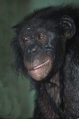 Bonobo oder Zwergschimpanse / Pygmy chimpanzee / Pan paniscus