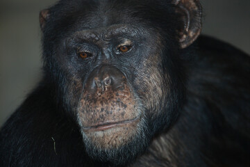Fototapeta premium Gemeiner Schimpanse / Common chimpanzee / Pan troglodytes