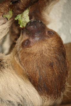 Zweifingerfaultier oder Unau / Two-toed sloth / Choloepus didactylus