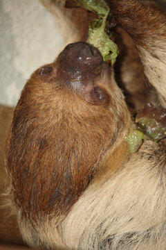 Zweifingerfaultier oder Unau / Two-toed sloth / Choloepus didactylus