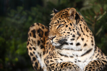 Obraz premium Amurleopard / Amur leopard / Panthera pardus orientalis