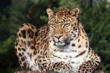Amurleopard / Amur leopard / Panthera pardus orientalis
