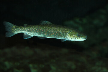 Fototapeta premium Bachforelle / River trout / Salmo trutta fario
